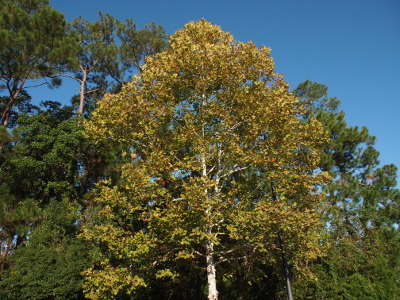 [Approximately 50 foot globe-shaped tree with white bark and yellowish leaves stands out agains the evergreens behind and beside it. The sky is clear blue.]